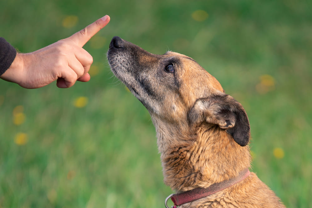 ドッグトレーナーが伝授!「落ち着きがない犬」その理由&おすすめ対処法|記事|わんにゃ365|今日も明日もワンダフル! ドッグトレーナーが伝授!「落ち着きがない犬」その理由&おすすめ対処法|記事|わんにゃ365|今日も明日もワンダフル!
